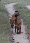 Wild dogs, India