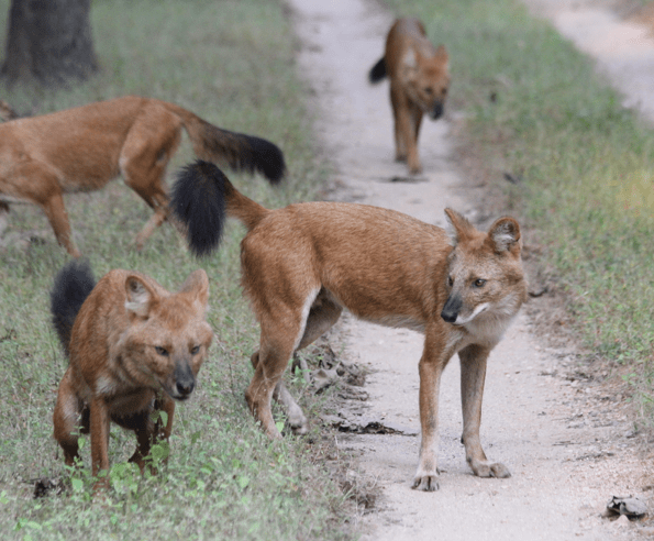 Wild dogs, India