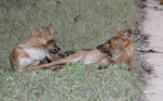 Wild dogs, India