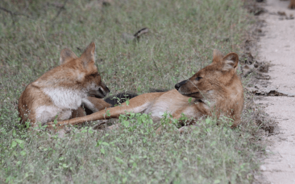 Wild dogs, India