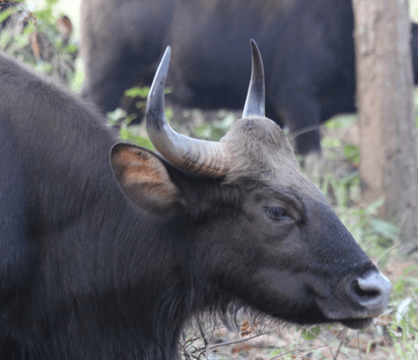 Gaur, Indian bison