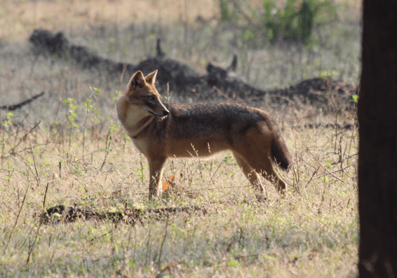 Golden jackal