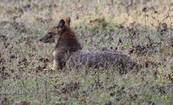 Golden jackal