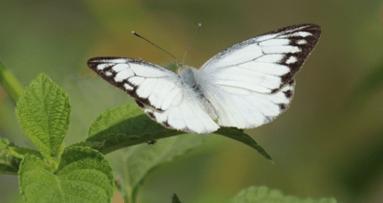 Black and white butterfly