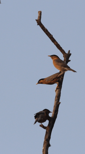 Brahminy starlings