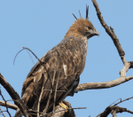Changeable hawk eagle