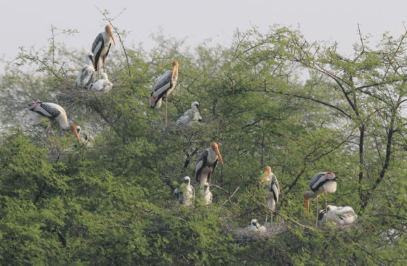 painted storks, colony