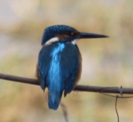 Common kingfisher