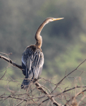 Darter (snakebird)