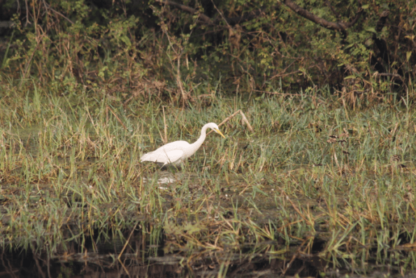 Egret