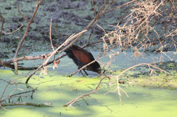 Greater coucal