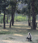 grey langur monkey
