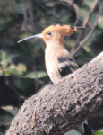 Hoopoe