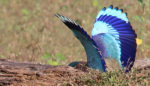Indian roller on&nbsp;attack