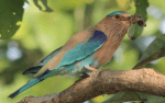 Indian roller with&nbsp;frog