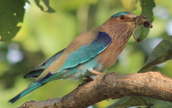 Indian roller with frog