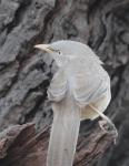 Jungle babbler