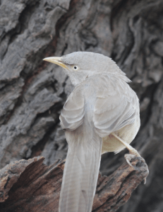 Jungle babbler
