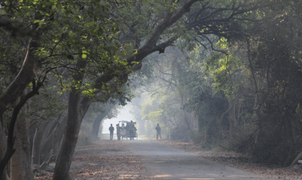 Keoladeo in morning mist