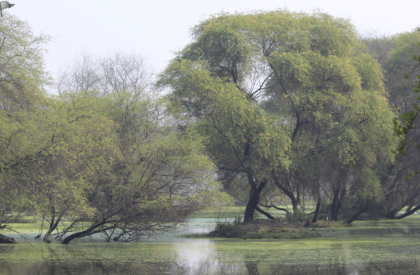 Keoladeo wetlands