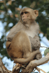 macaque