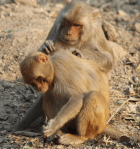macaques grooming