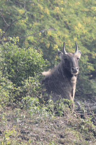 Nilgai, male