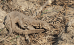 Monitor lizard