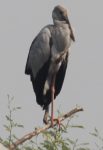 Openbill