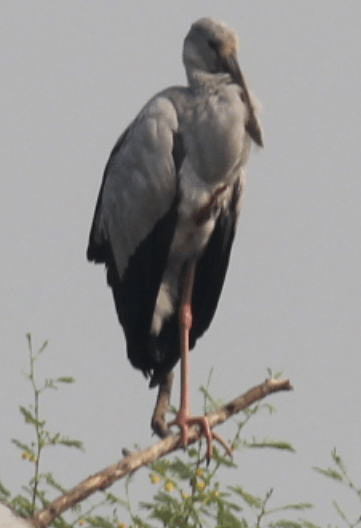 Openbill