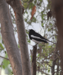 Oriental magpie robin