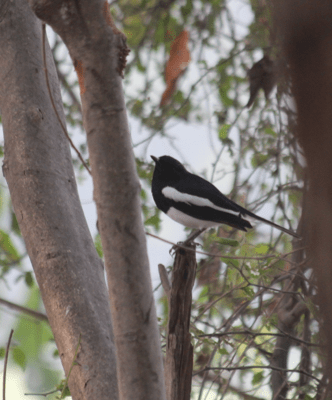 Oriental magpie robin