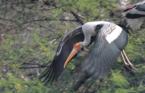 painted stork, India