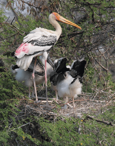 Painted stork with chicks