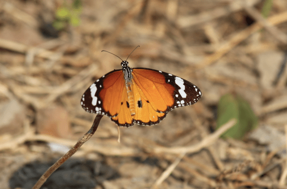 Plain tiger butterfly