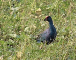Purple swamp hen
