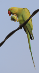 Rose-ringed parakeet, female