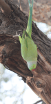 Rose-ringed parakeet