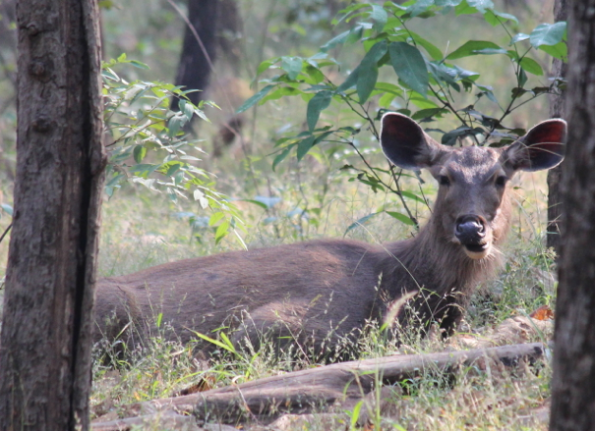sambar deer
