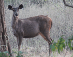 Sambar deer