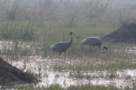 Sarus cranes, Keoladeo