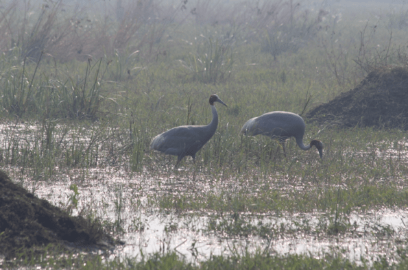 Sarus cranes, Keoladeo