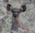Young sambar, India