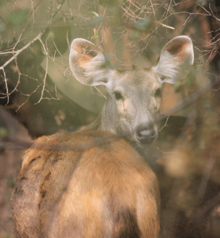 Young sambar, India