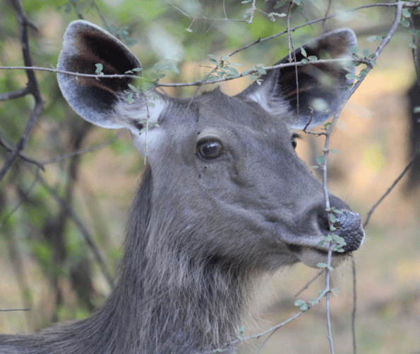 Sambar, India