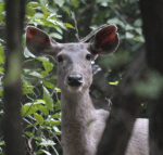 Sambar, India