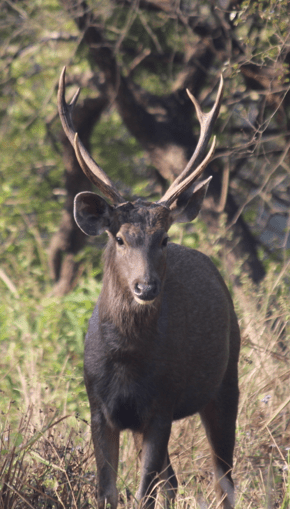 Sambar, India