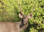 Sambar with antlers