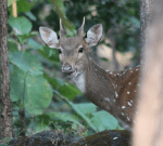 Chital, spotted deer