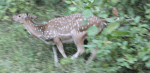 Chital, spotted deer